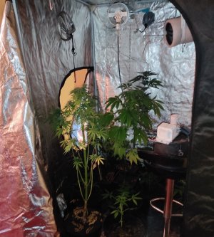 Zdjęcie przedstawia namiot koloru czarnego, wyłożony wewnątrz aluminium. W środku widać krzewy marihuany, oraz osprzęt namiotu.