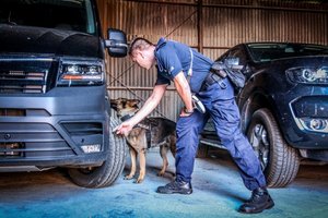 Policjant z psem służbowym podczas przeszukania samochodów.