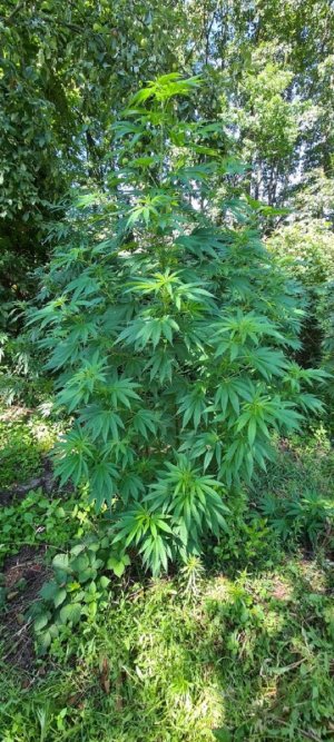 Na zdjęciu widoczny jest krzew marihuany