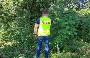 Policjant ubrany w żółtą kamizelkę odblaskową idzie wśród krzewów marihuany, które rosną między drzewami