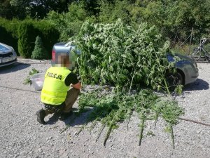 Policjant ubrany  w żółtą kamizelkę odblaskową układa ścięte krzewy marihuany na ziemi oraz na nieoznakowanym radiowozie.