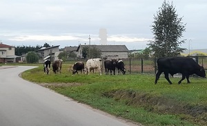 7 byków pasie się na trawniku między ogrodzeniem boiska, a drogą.