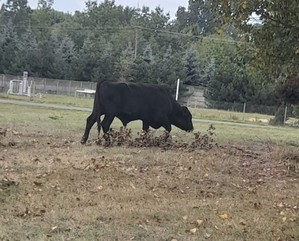 Byk krowy pasie się na trawniku boiska.
