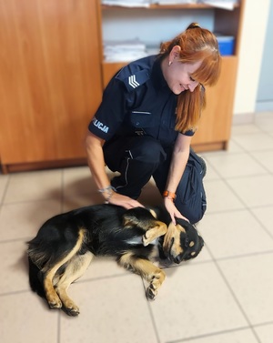 Piesek lezy na plecach, jest głaskany przez policjantkę.