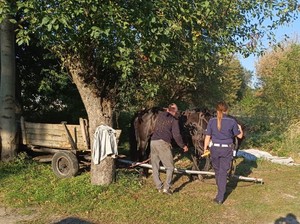 Tyłem do zdjęcia stoi policjantka i woźnica, przed nimi koń i wóz.