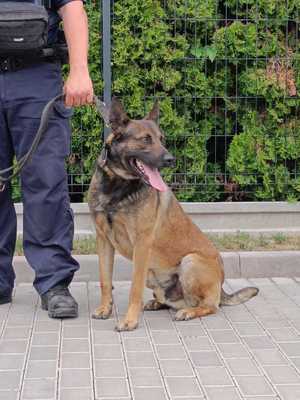 Pies siedzi przy nodze policjanta, patrzy w bok, ma wysunięty język.