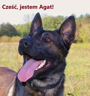Zdjęcie psa i napis: Cześć, jestem Agat.