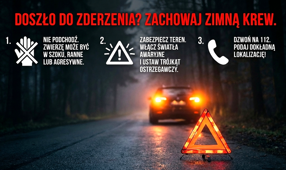 Policja ostrzega przed dzikimi zwierzętami na drogach